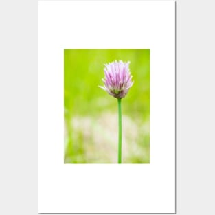 Chives Posters and Art